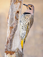 Northern Flicker Yellow-shafted