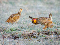 Prairie Chickens 2023-04-02