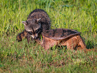 Raccoon & Common Snapping Turtle