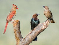 Northern Cardinal & Brown-headed Cowbird
