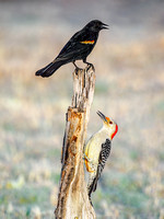 Red-winged Blackbird & Red-bellied Woodpecker