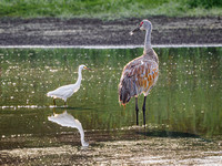 Snowy Egret & Sandhill Crane
