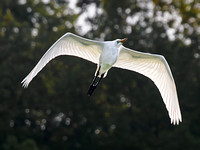 Great Egret at Heron Park, Danville, IL.