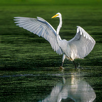 Great Egret landing at Heron Park Wetlands, Danville, IL.