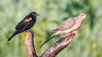 Red-winged Blackbird & Mourning Dove