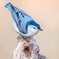 White-breasted Nuthatch