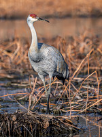 Sandhill Crane