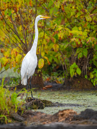 Great Egret