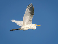 Great Egret