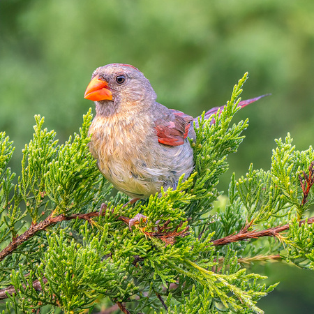 Northern Cardinal