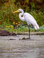Great Egret