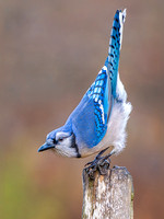 Blue Jay
