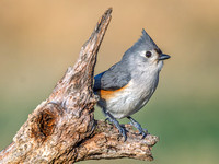 Tufted Titmouse