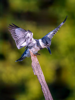 Belted Kingfisher