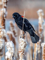Red-winged Blackbird