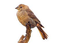 Brown-headed Cowbird