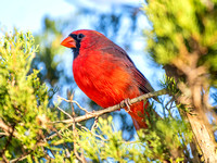 Northern Cardinal