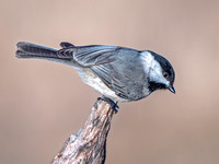 Carolina Chickadee