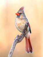 Northern Cardinal