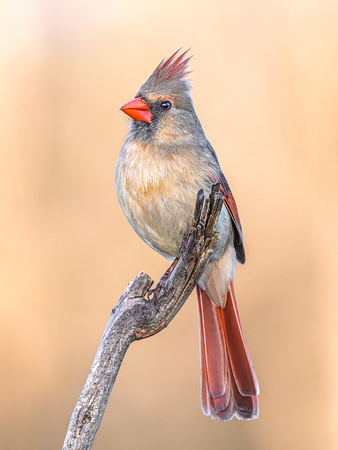 Northern Cardinal