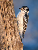 Downy Woodpecker