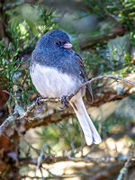 Dark-eyed Junco