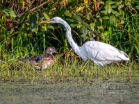 Wood Duck & Great Egret