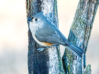 Tufted Titmouse