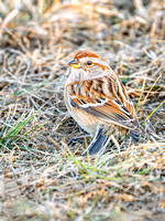 American Tree Sparrow