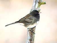 Dark-eyed Junco