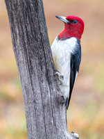 Red-headed Woodpecker