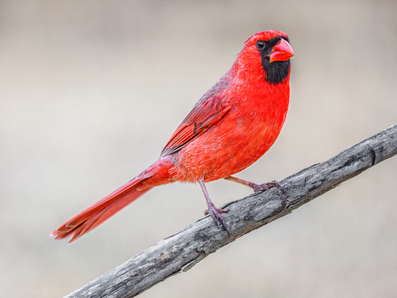 Northern Cardinal