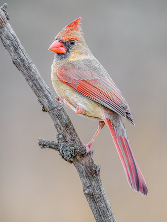 Northern Cardinal