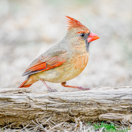 Northern Cardinal