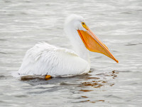 American White Pelican