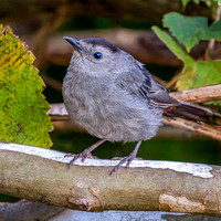 Heron Park 2024-09-03