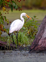 Great Egret