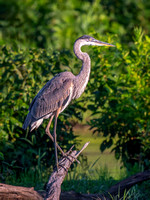 Great Blue Heron
