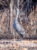 Sandhill Crane