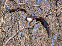 Bald Eagle