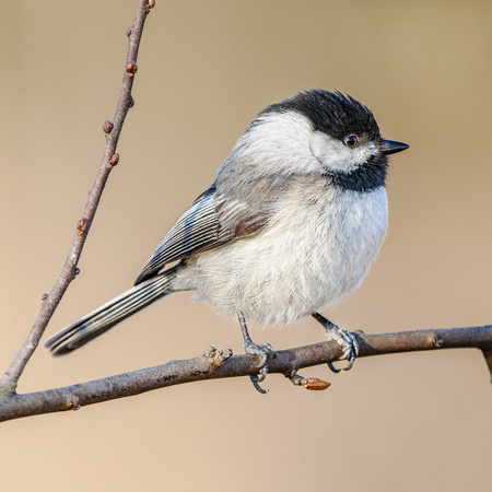 Carolina Chickadee