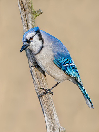 Blue Jay