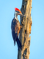 Heron Park 2024-08-24