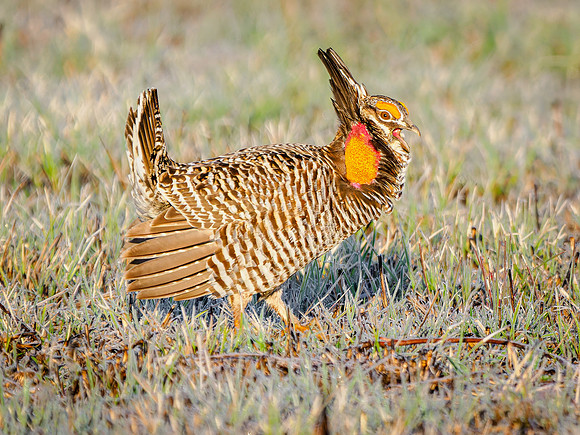 Prairie Chicken