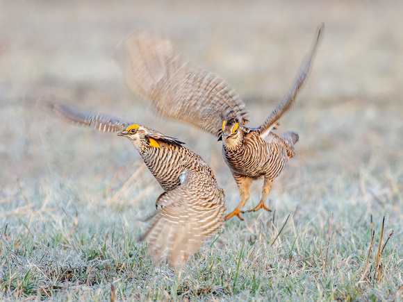 Prairie Chicken