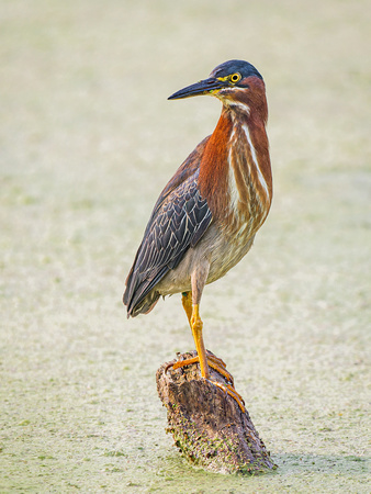 Green Heron