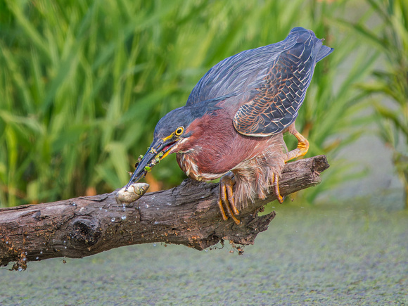 Green Heron