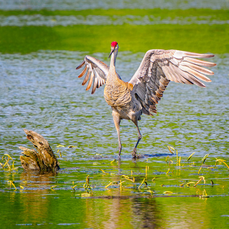 Sandhill Crane