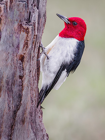 Red-headed Woodpecker