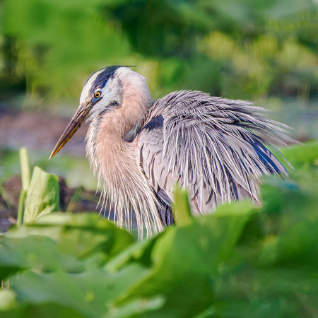 Great Blue Heron